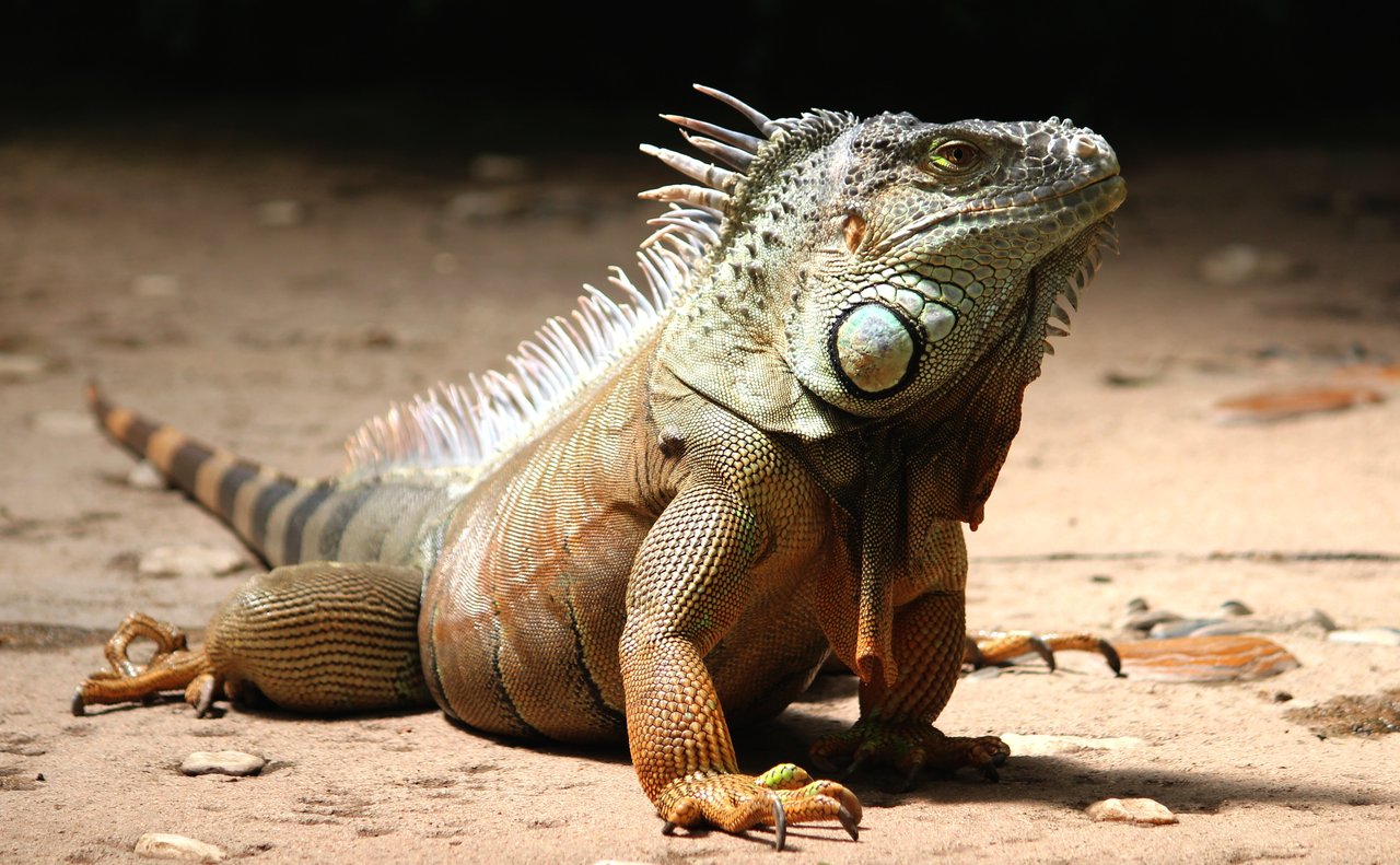 iguana ground