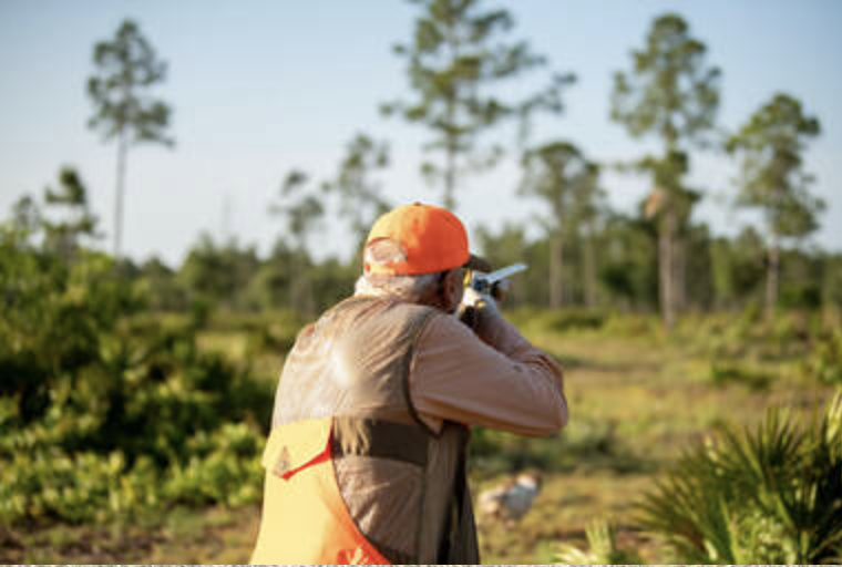 Quail Hunting Florida