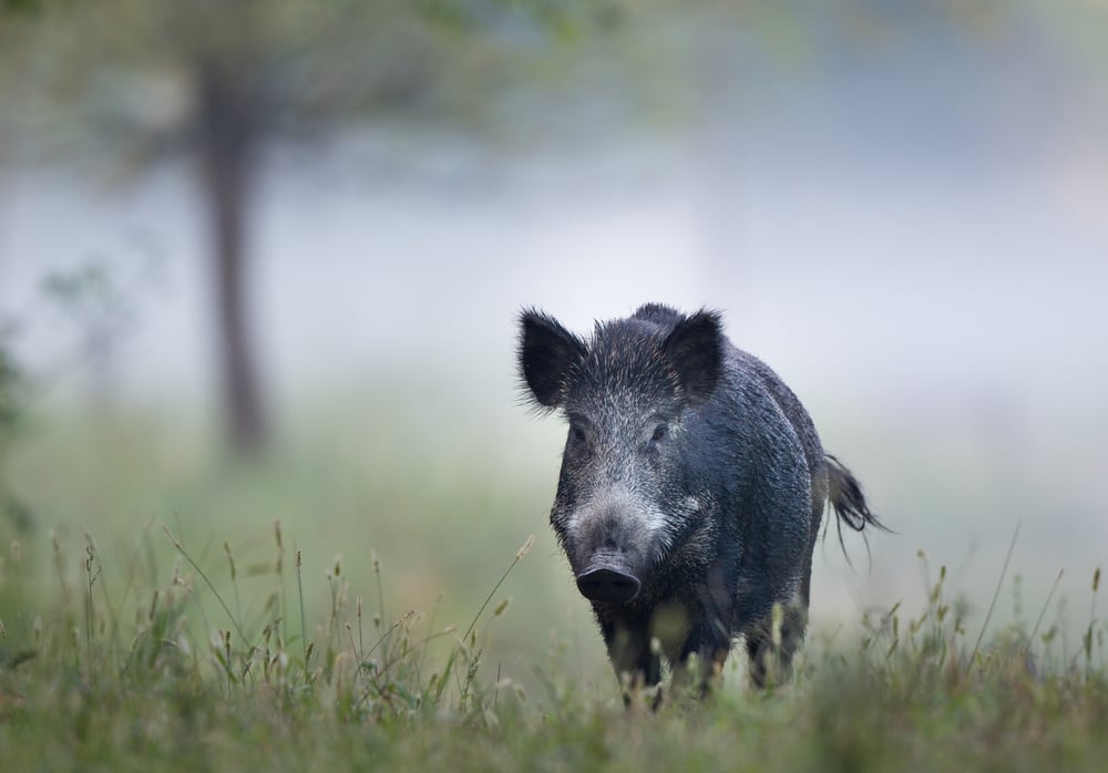 Wild Hog In Foggy Field