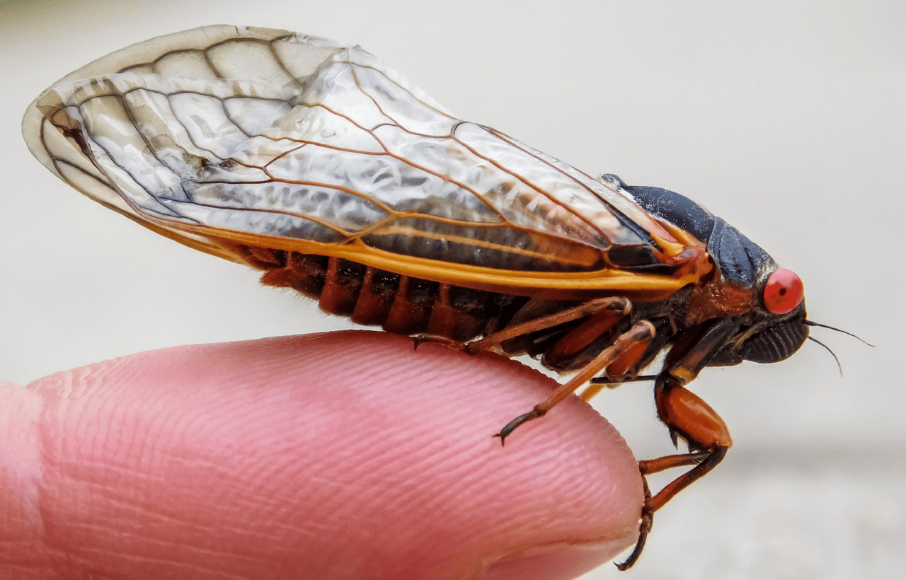 Cicada on finger