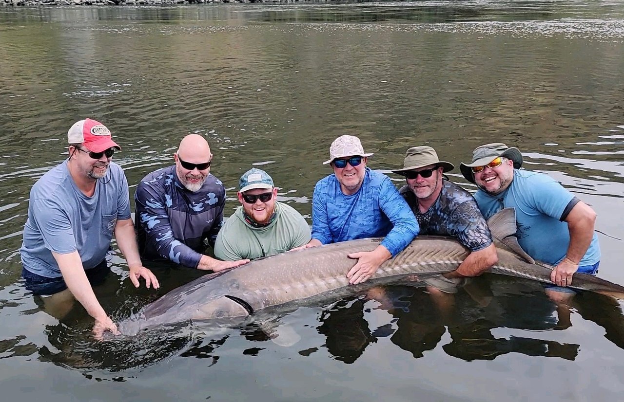 Sturgeon