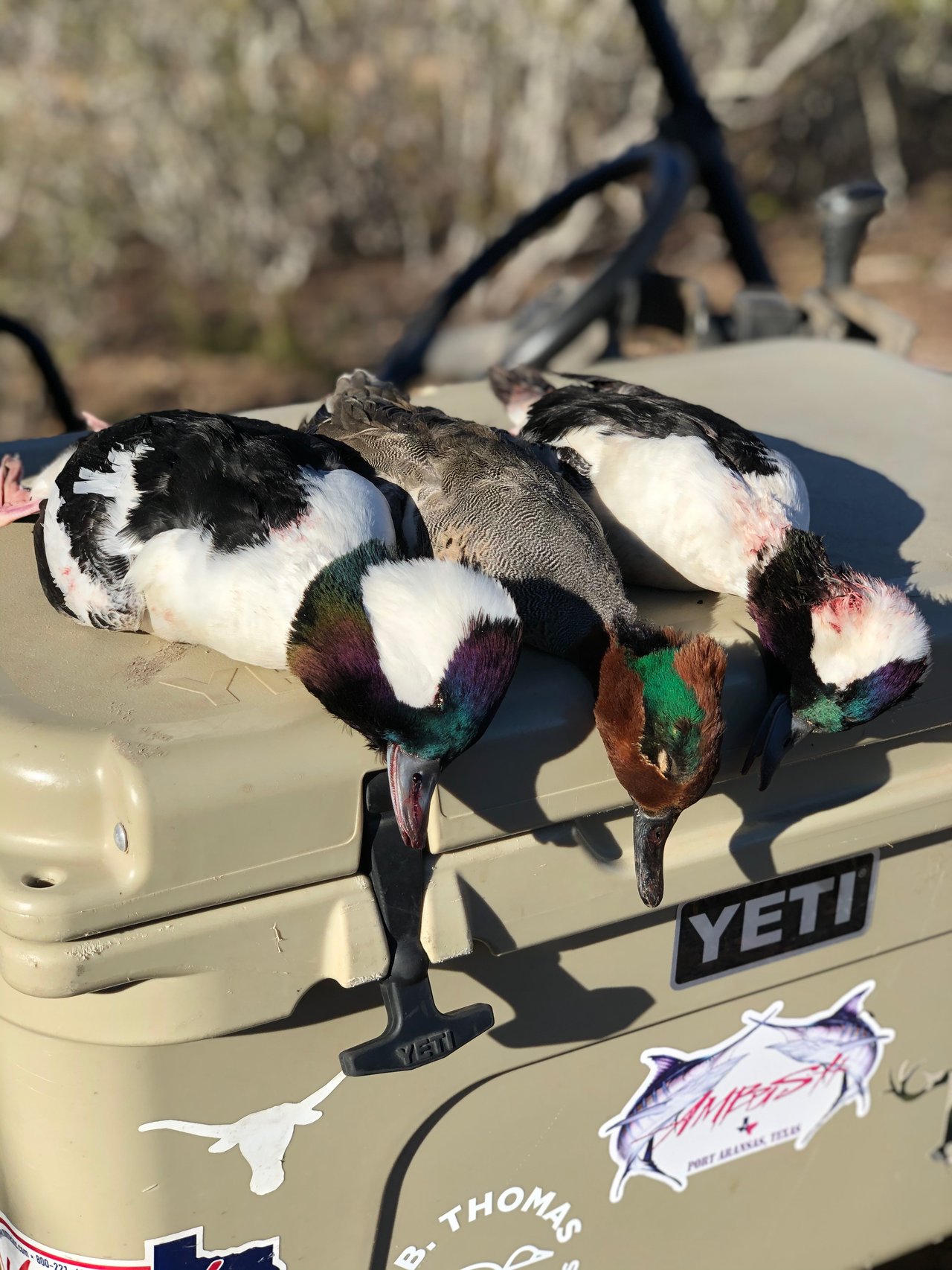 Green-Winged Teal