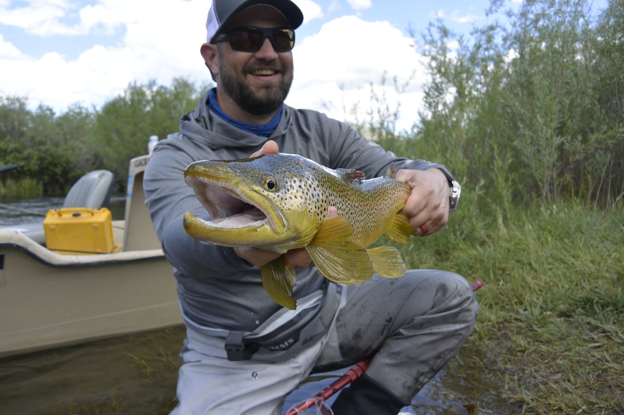 Brown Trout