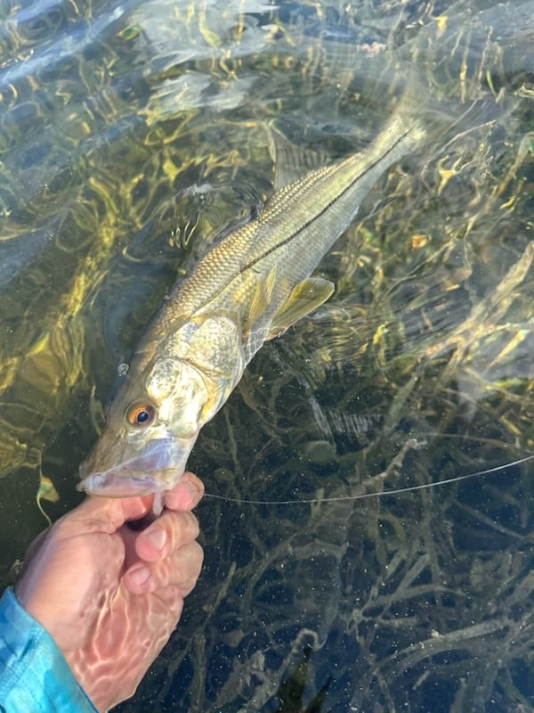 Snook
