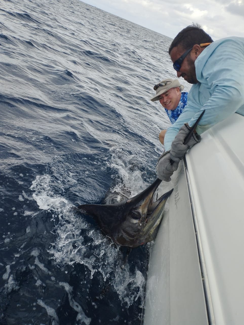 Blue Marlin