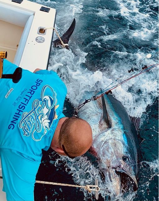 Bluefin Tuna