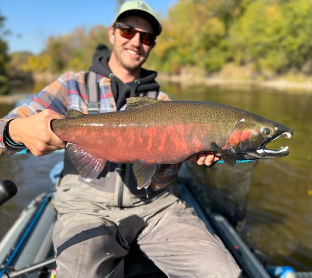 Coho Salmon