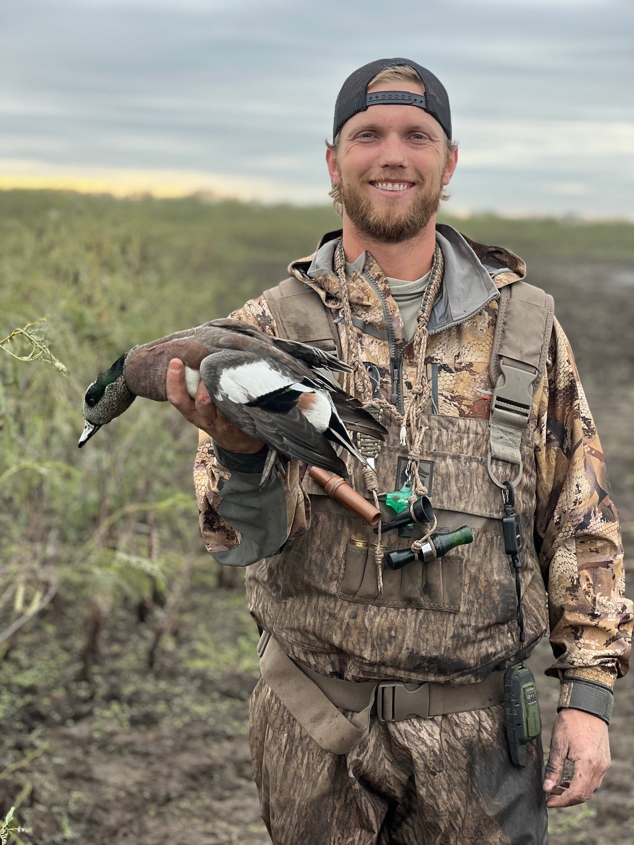 Wigeon