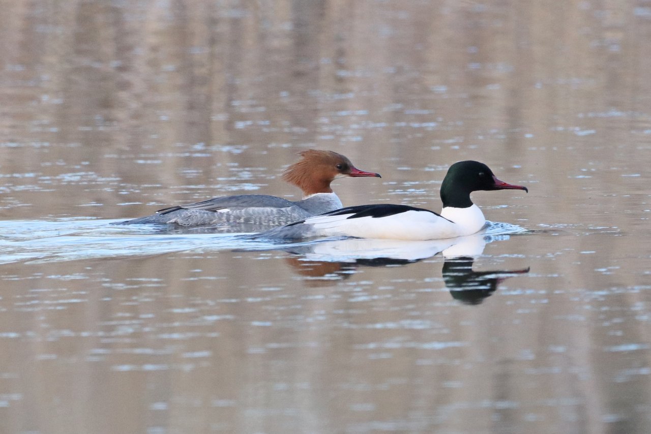 Common Merganser