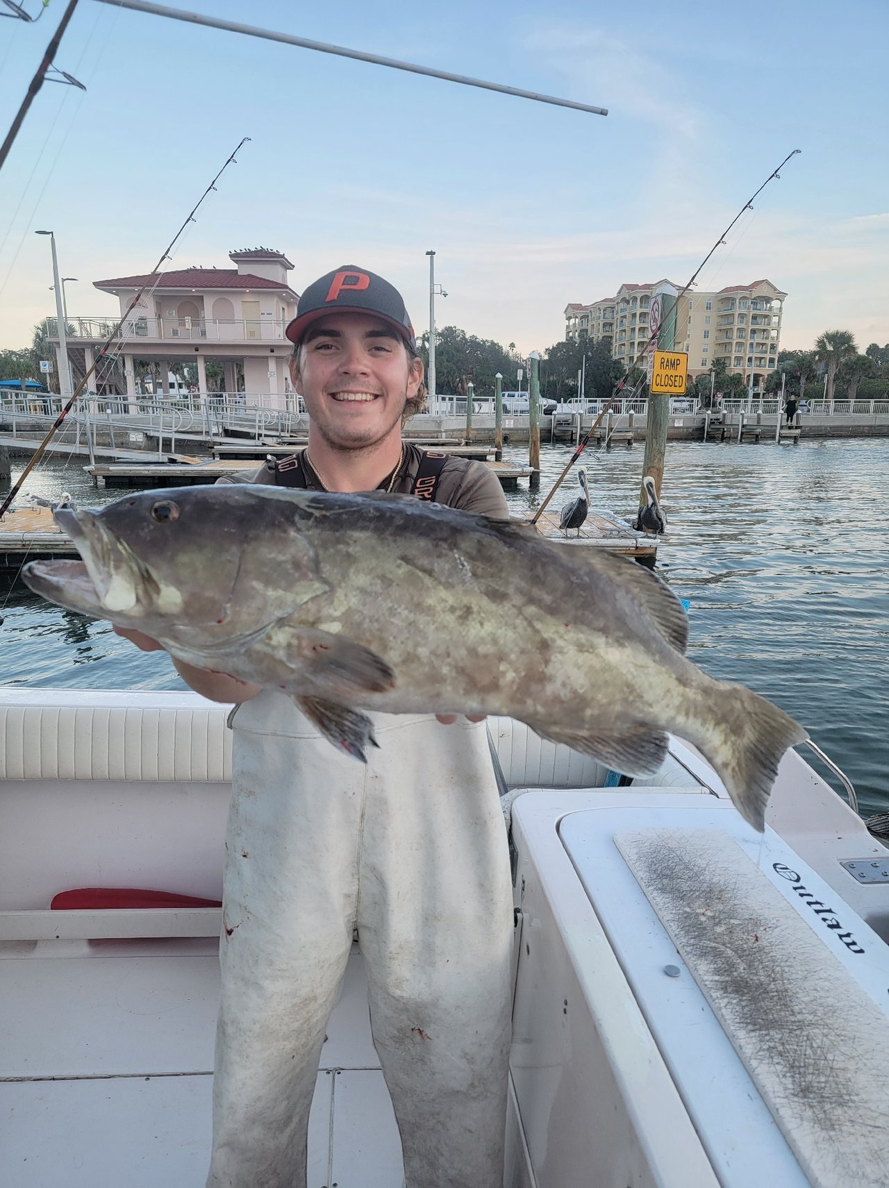 Gag Grouper