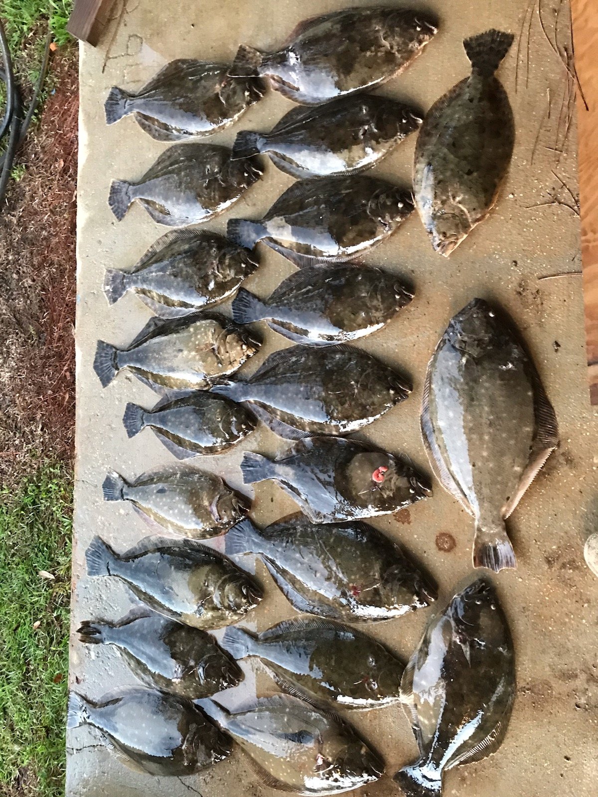 Dauphin Island Fishing Charters 2