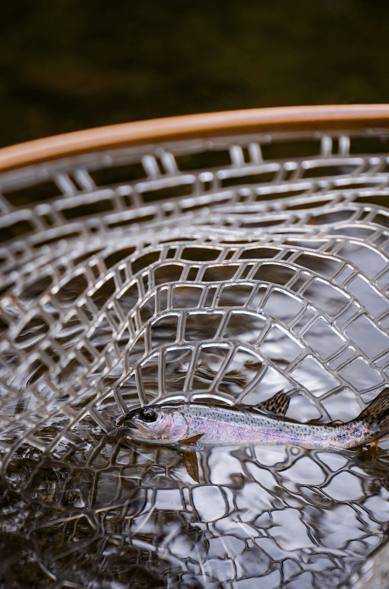 rainbow trout in net
