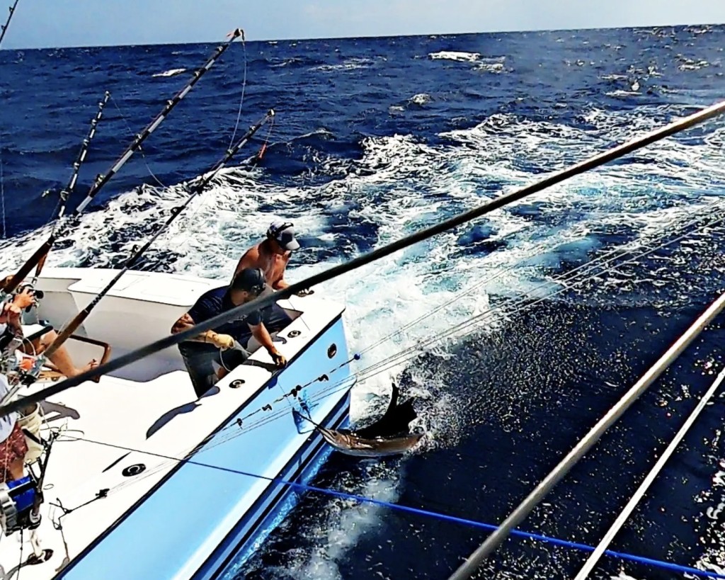 Landing a Black Marlin
