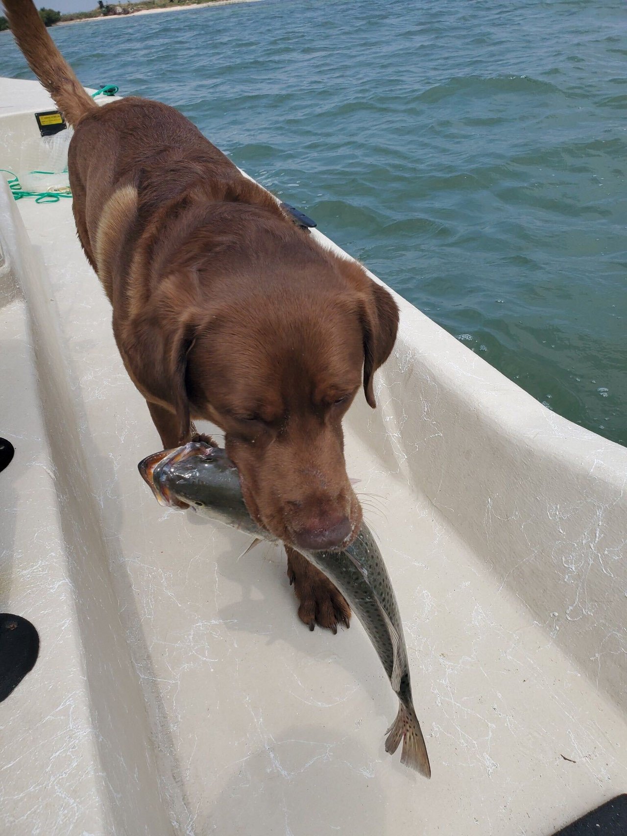 rockport fishing charters