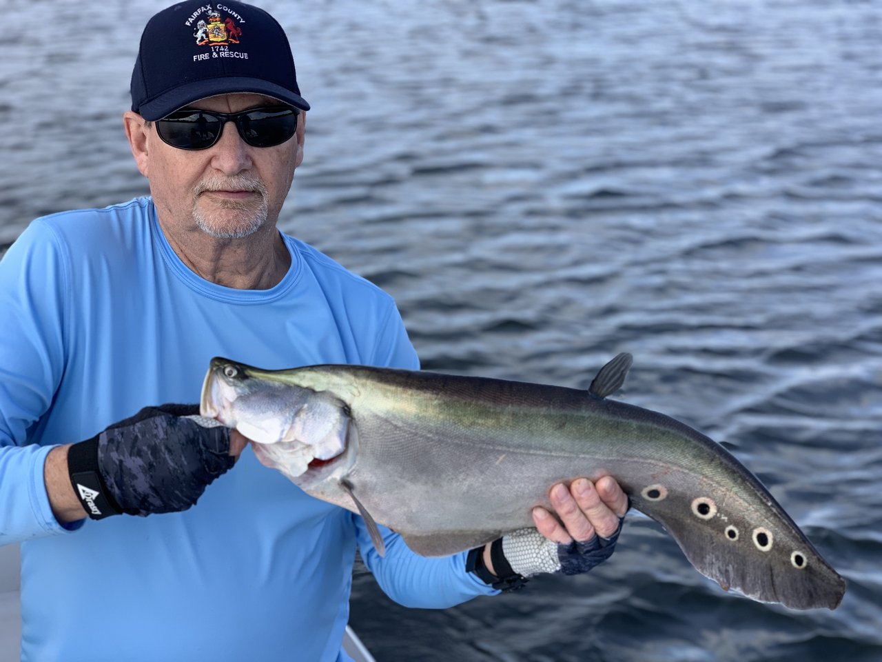 An Invasive Clown Knifefish Caught In Florida