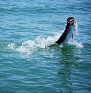 Texas Tarpon - A Fishery Fit for Presidents