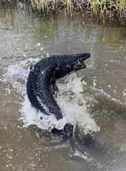 Ultra Rare Black Alligator Gar Caught by Captain Justin