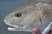 How to Catch a Redfish: The Many Ways to Catch a Red Drum in Texas