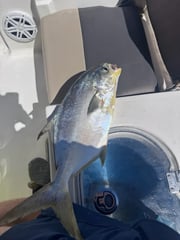 Fishing in Sarasota, Florida