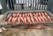 African Pompano, False Albacore, Mutton Snapper, Yellowtail Snapper Fishing in Hypoluxo, Florida