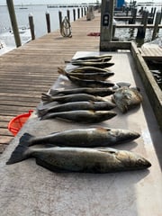 Fishing in Dauphin Island, Alabama