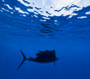 Fishing in Key West, Florida