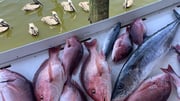 Fishing in Gulf Shores, Alabama