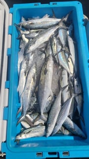 Fishing in Morehead City, North Carolina