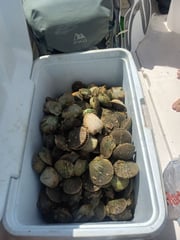 Hunting in Clearwater, Florida