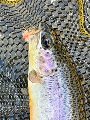 Fishing in Hume, California