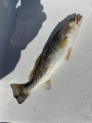 Fishing in New Orleans, Louisiana
