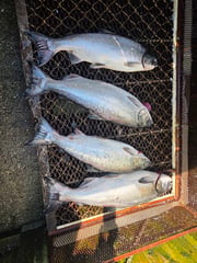 Fishing in Gold Beach, Oregon