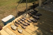 Fishing in Apalachicola, Florida