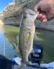 Largemouth Bass Fishing in Briarcliff, Texas