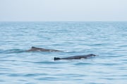 Fishing in San Francisco, California
