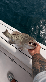 Fishing in Bokeelia, Florida