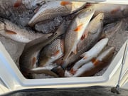 Fishing in Venice, Louisiana