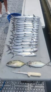 Fishing in Morehead City, North Carolina