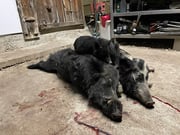 Hog Hunting in Leakey, Texas
