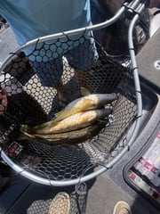 Fishing in Branson, Missouri