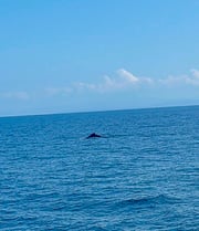 Fishing in Quepos, Costa Rica