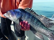 Fishing in Portsmouth, Rhode Island