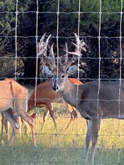 Whitetail Deer Hunting in Bonham, Texas