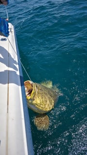 Fishing in Holiday, Florida