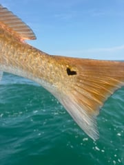 Fishing in Wanchese, North Carolina