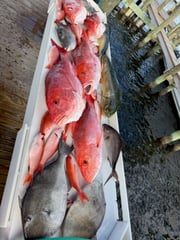 Fishing in Panama City, Florida