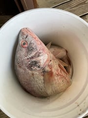 Fishing in Liberty Hill, Texas