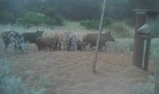 Hog Hunting in Leakey, Texas