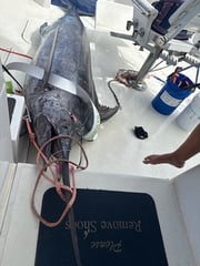 Fishing in Honolulu, Hawaii
