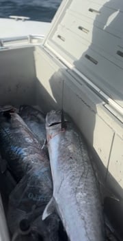 Fishing in Cabo Rojo, Puerto Rico
